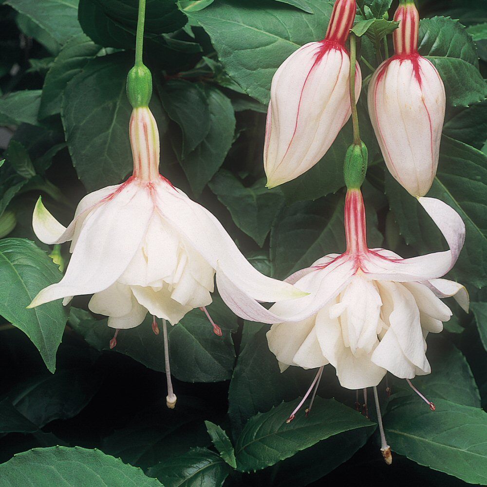 Fuchsia Happy Wedding Day Bedding Plug Plant