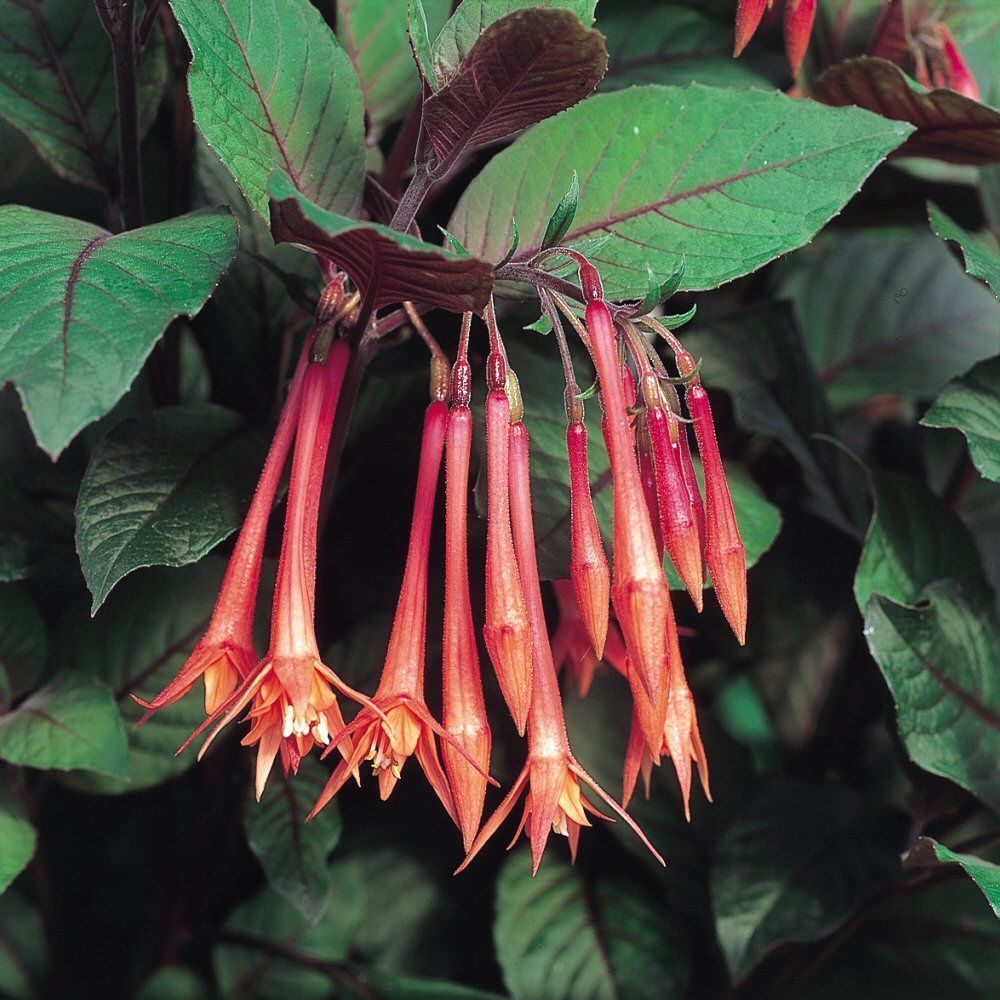Fuchsia Koralle Bedding Plug Plant