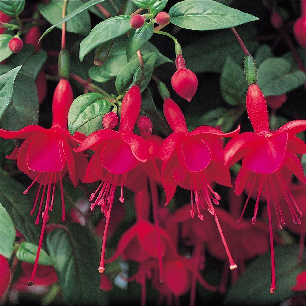 Fuchsia Marinka Bedding Plug Plant