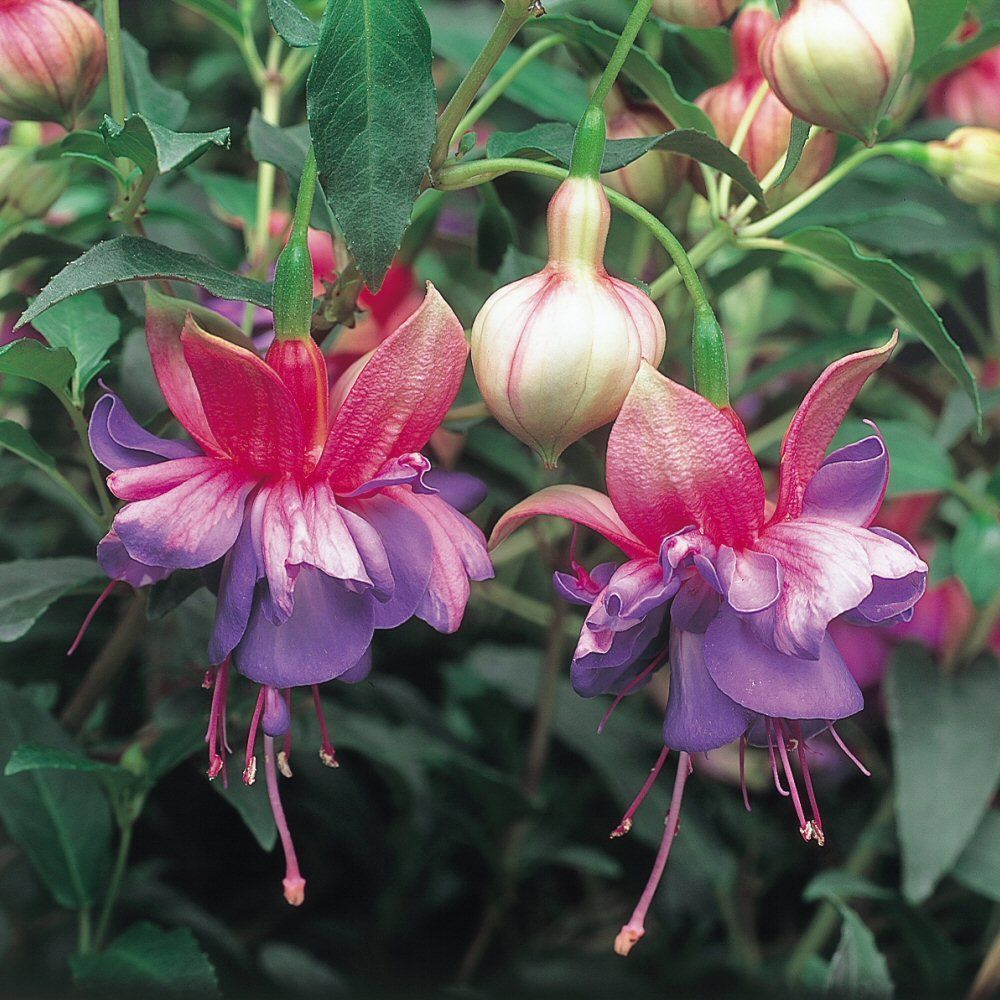 Fuchsia Winston Churchill Bedding Plug Plant Old Railway Line Garden fuchsia-winston-churchill-bedding-plug-plant-old-railway-line-garden