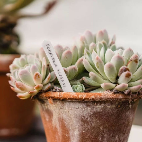 Gardman 5" Plant Labels (Pack of 50) - Old Railway Line Garden Centre