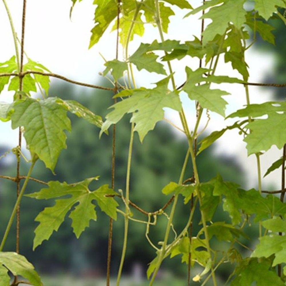 Garland 1.8m Pea & Bean Netting - Old Railway Line Garden Centre