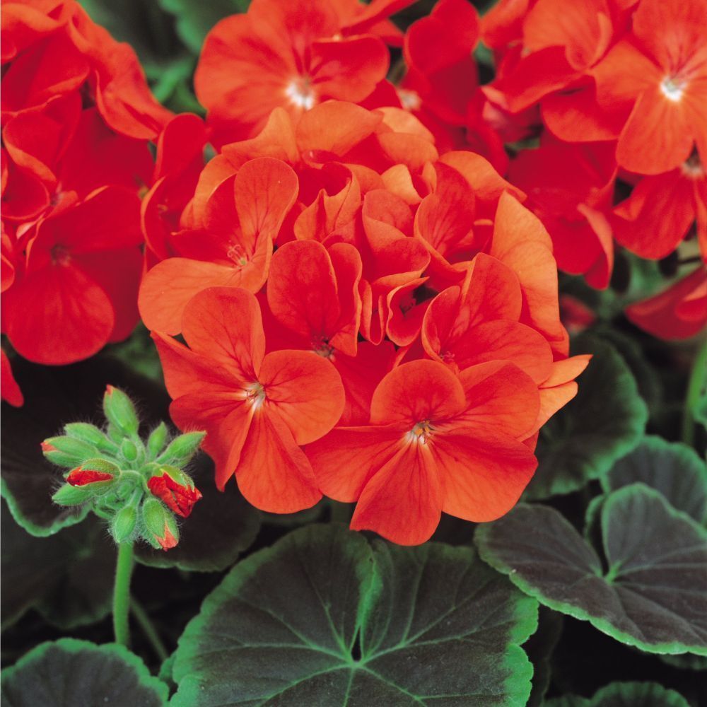 Geranium Bulls Eye Scarlet Bedding Plug Plant