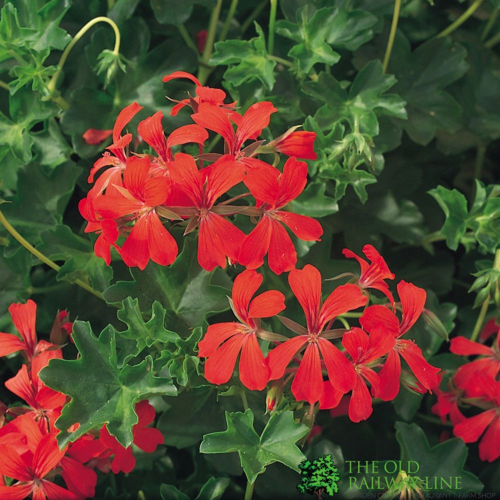 Geranium Decora Red Bedding Plug Plant