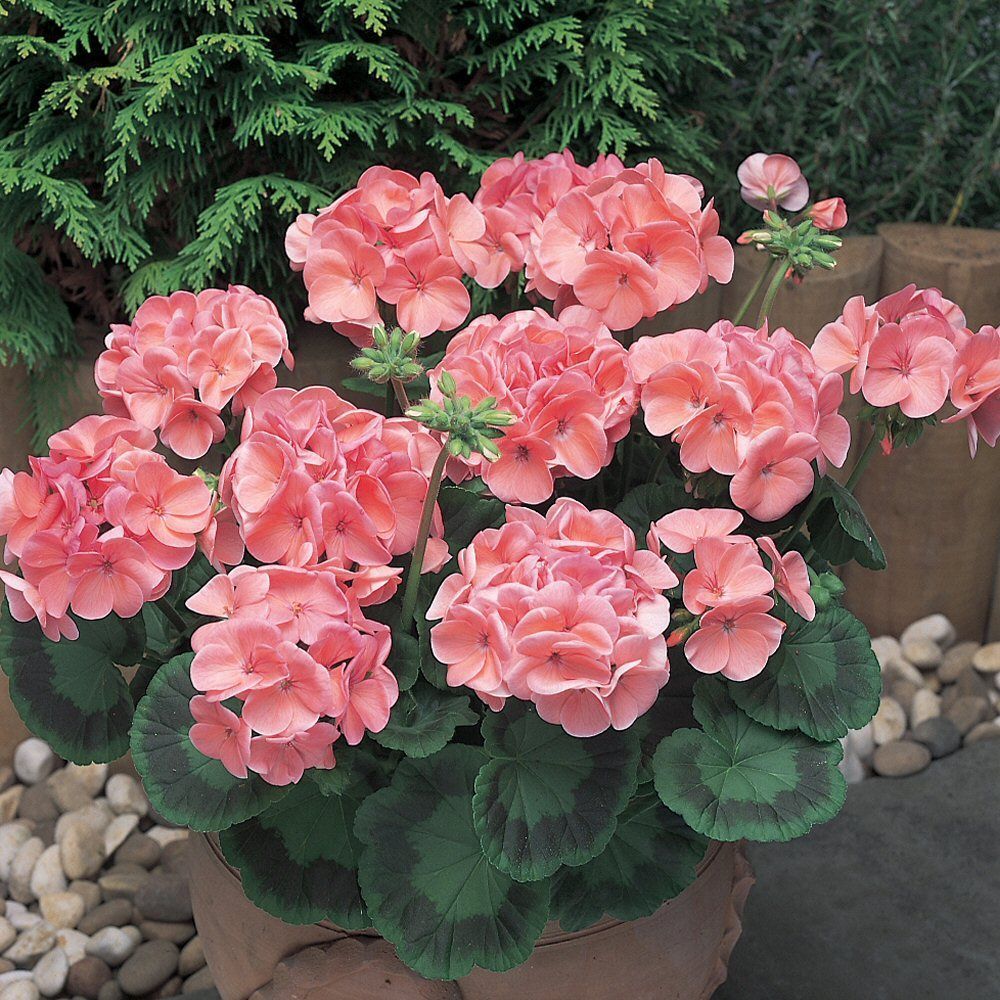 Geranium New Century Salmon Bedding Plug Plant