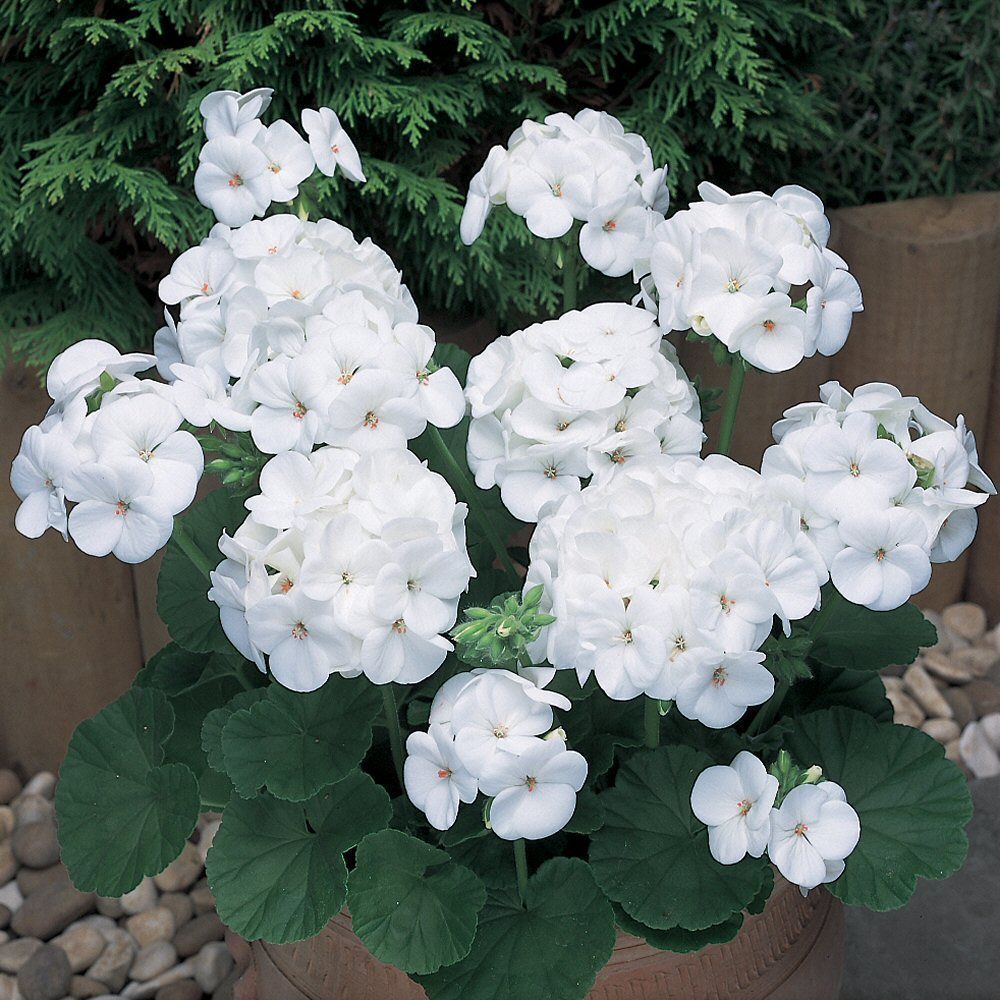 Geranium New Century White Bedding Plug Plant