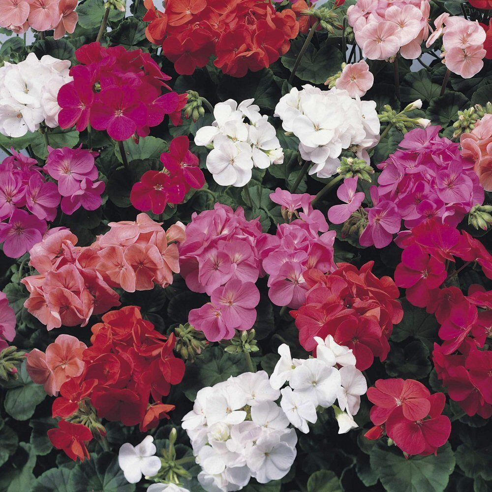 Geranium Show Stopper Mixed Bedding Plug Plant 20 Cells