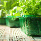 Gro - Sure 24 Cell Green Visiroot Twin Propagator Set - Old Railway Line Garden Centre