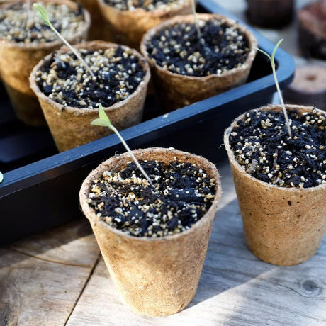 Gro - Sure 8cm Round Fibre Pots (Pack of 48) - Old Railway Line Garden Centre