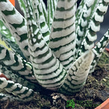 Haworthia 'Alba' Houseplant 8cm Pot - Old Railway Line Garden Centre
