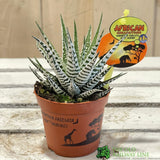 Haworthia 'Alba' Houseplant 8cm Pot - Old Railway Line Garden Centre