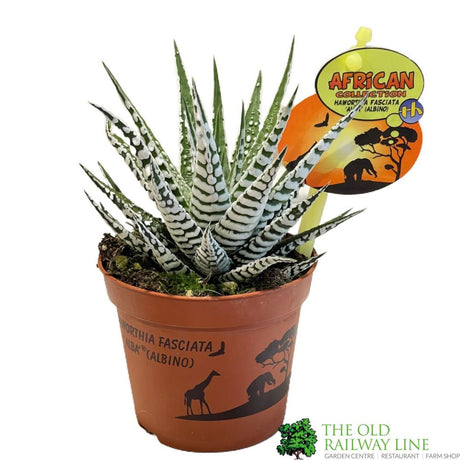 Haworthia 'Alba' Houseplant 8cm Pot - Old Railway Line Garden Centre