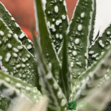 Haworthia 'Alba' Houseplant 8cm Pot - Old Railway Line Garden Centre