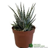 Haworthia 'Big Band' Plant 10.5cm Pot (NL) - Old Railway Line Garden Centre