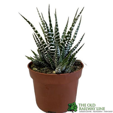 Haworthia 'Big Band' Plant 10.5cm Pot (NL) - Old Railway Line Garden Centre
