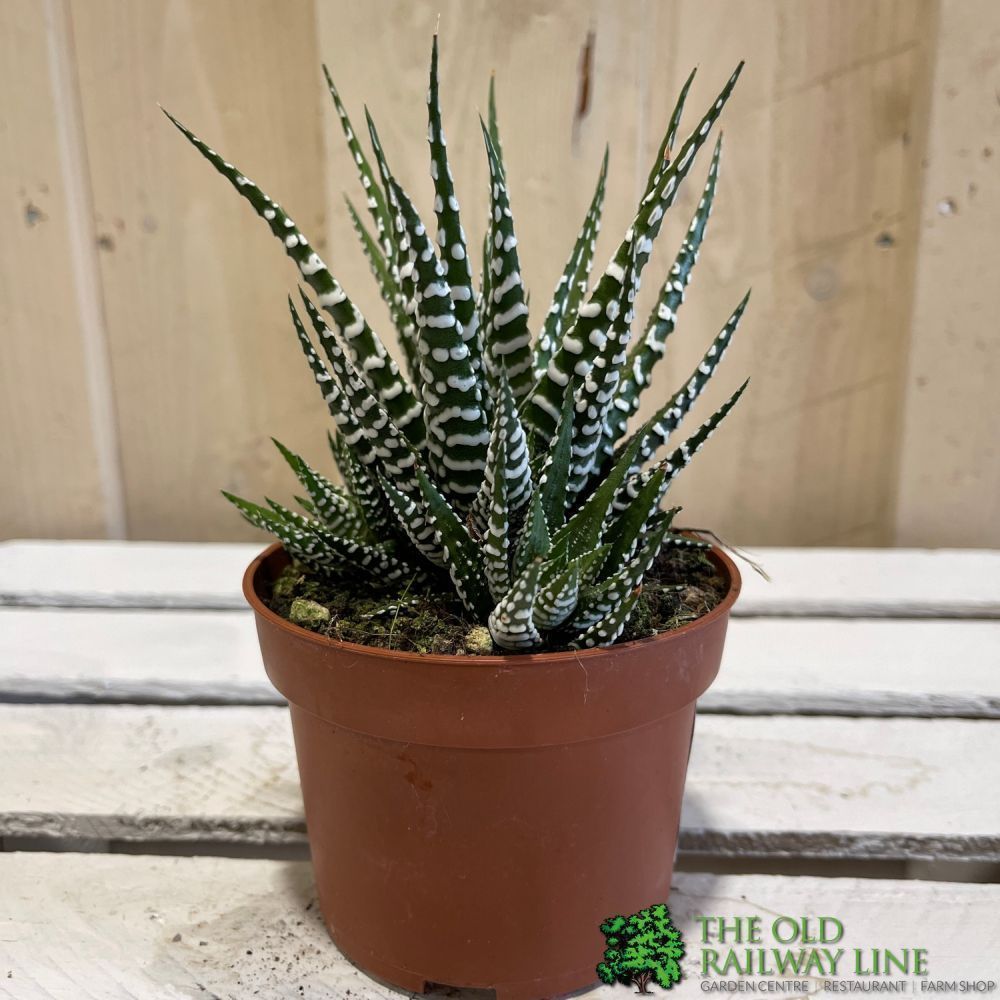 Haworthia 'Big Band' Plant 10.5cm Pot (NL) - Old Railway Line Garden Centre