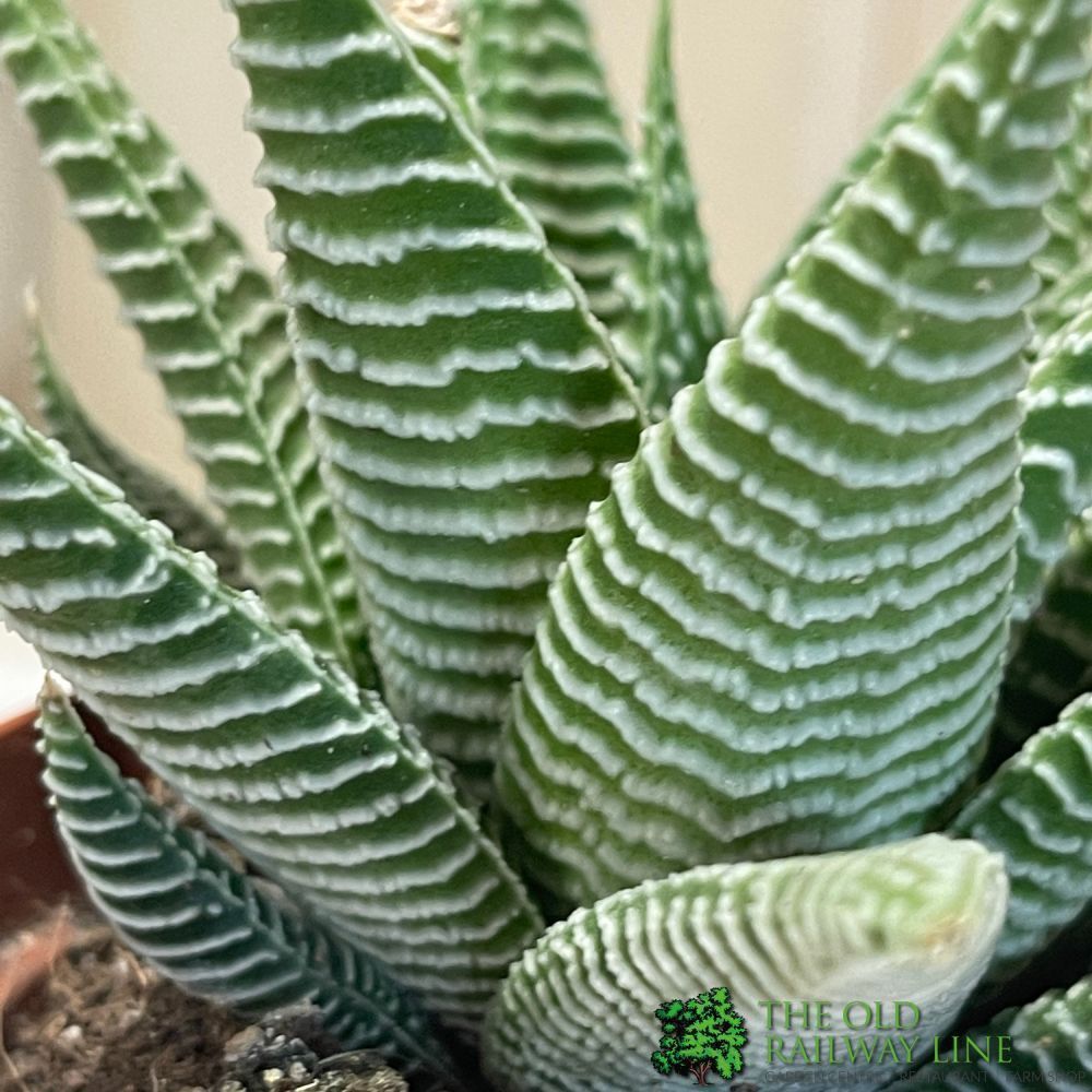 Haworthia Limifolia 'Spider White' Succulent Houseplant 8.5CM Pot - Old Railway Line Garden Centre