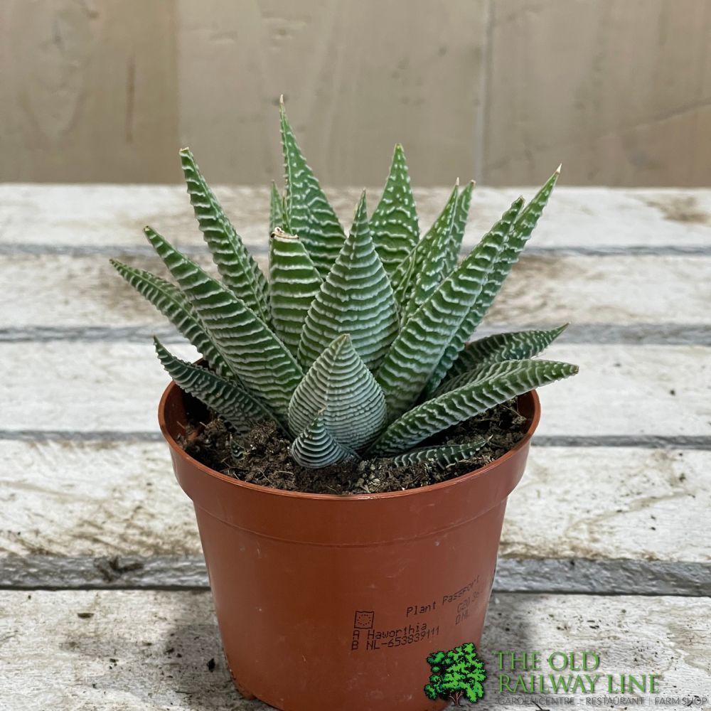Haworthia Limifolia 'Spider White' Succulent Houseplant 8.5CM Pot - Old Railway Line Garden Centre