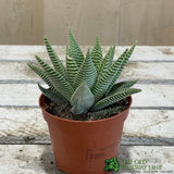 Haworthia Limifolia 'Spider White' Succulent Houseplant 8.5CM Pot - Old Railway Line Garden Centre
