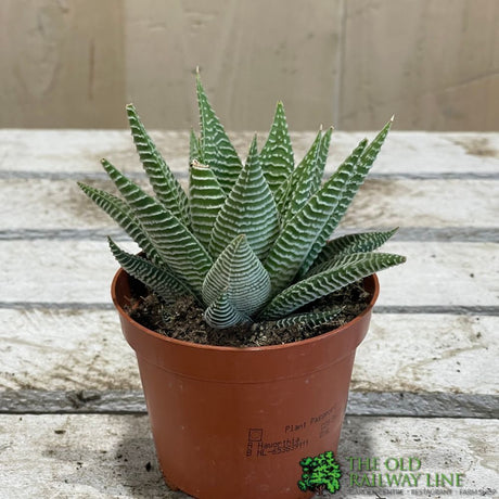 Haworthia Limifolia 'Spider White' Succulent Houseplant 8.5CM Pot - Old Railway Line Garden Centre