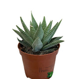 Haworthia Limifolia 'Spider White' Succulent Houseplant 8.5CM Pot - Old Railway Line Garden Centre