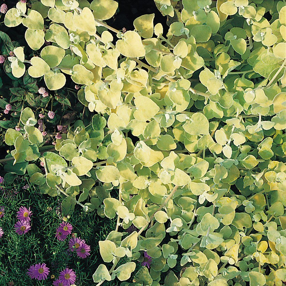 Helichrysum Golden Bedding Plug Plant
