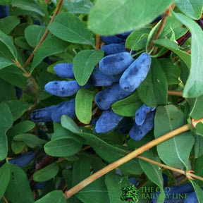Honeyberry 'Boreal Blizzard' Fruit Bush 3Ltr Pot