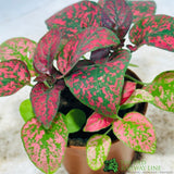 Hypoestes Phyllostachya 'Polka Dot Plant' Mixed Variety 6cm Pot - Old Railway Line Garden Centre