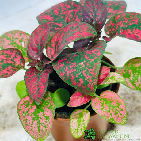 Hypoestes Phyllostachya 'Polka Dot Plant' Mixed Variety 6cm Pot - Old Railway Line Garden Centre