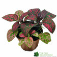 Hypoestes Phyllostachya 'Polka Dot Plant' Mixed Variety 6cm Pot - Old Railway Line Garden Centre