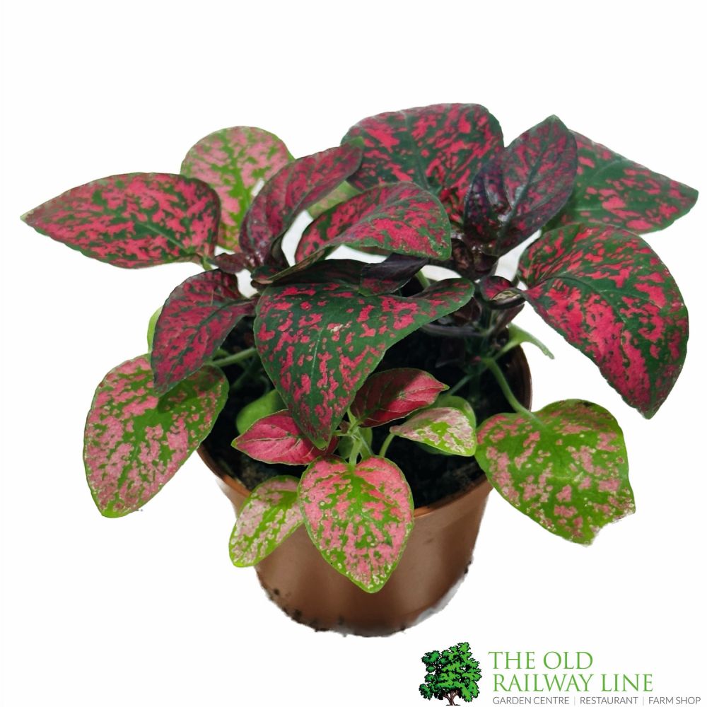Hypoestes Phyllostachya 'Polka Dot Plant' Mixed Variety 6cm Pot - Old Railway Line Garden Centre