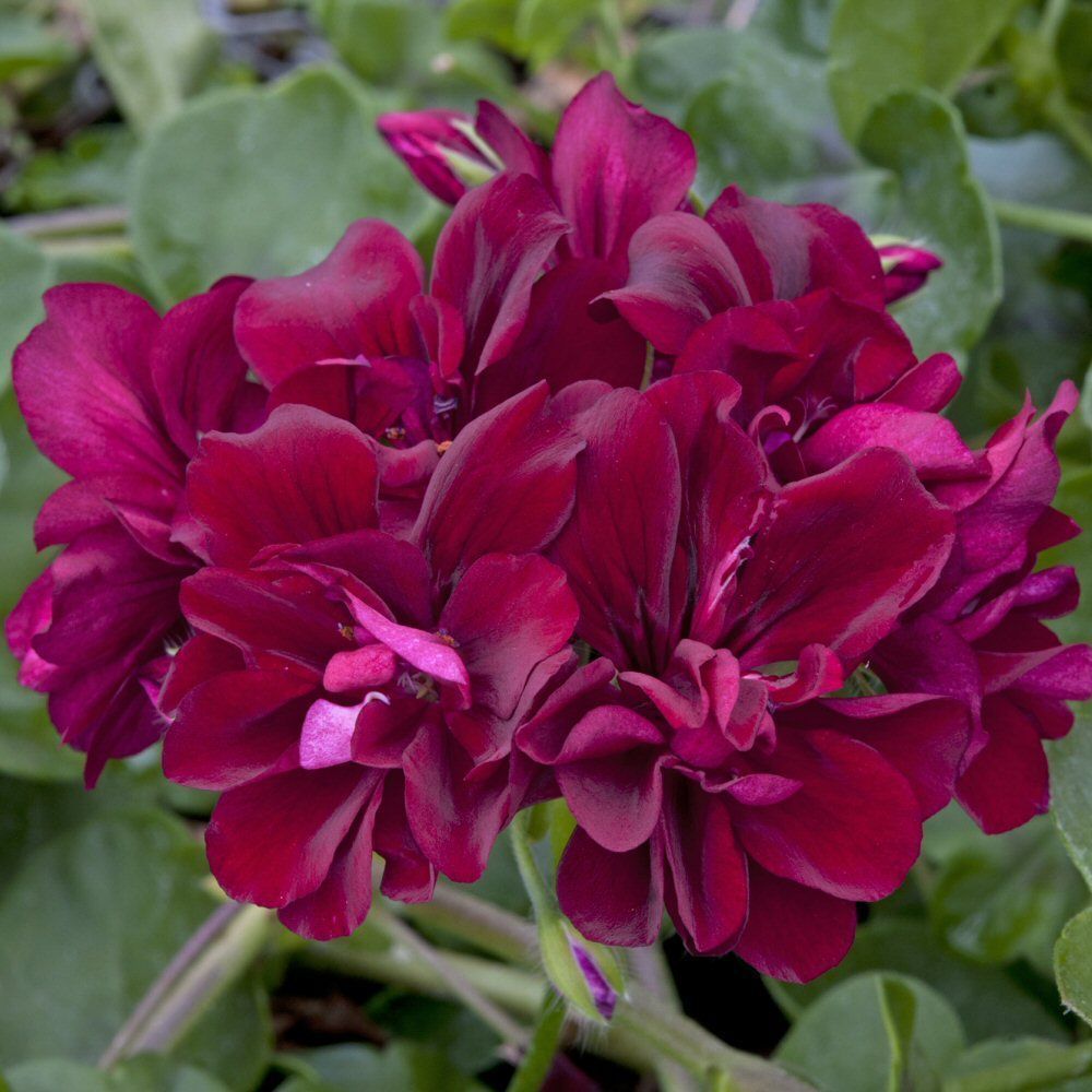 Ivy Geranium Precision Burgundy Red Bedding Plug Plant