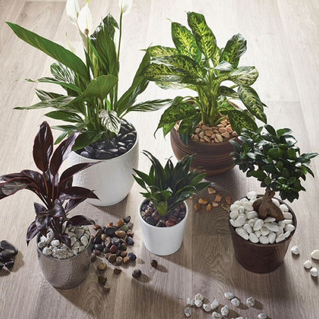 Kelkay French Grey Pot Toppers - Old Railway Line Garden Centre