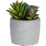 Koopman 11cm Artificial Succulent in Concrete Pot (Choice of 3) - Old Railway Line Garden Centre