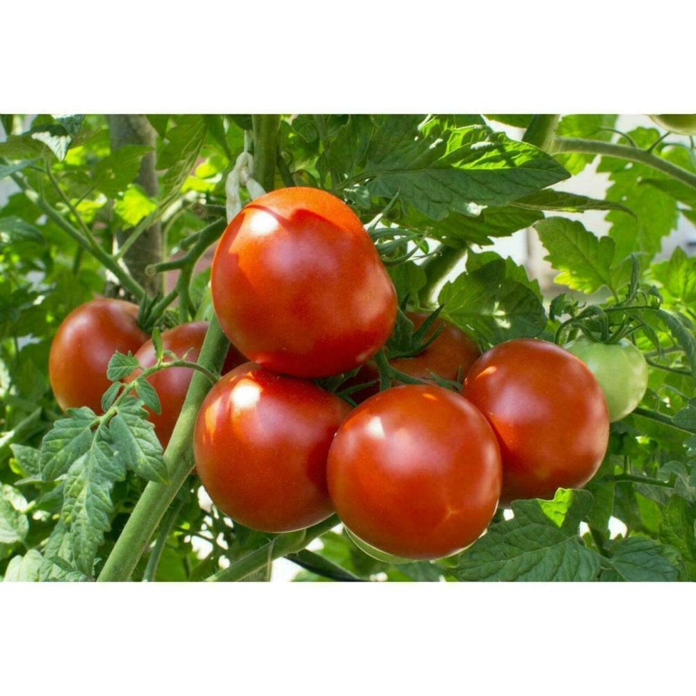 Levington Tomorite 1.2 Litre Concentrated Tomato Food - Old Railway Line Garden Centre