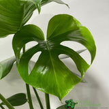 Monstera Deliciosa 'Swiss Cheese Plant' Houseplant 17cm Pot - Old Railway Line Garden Centre