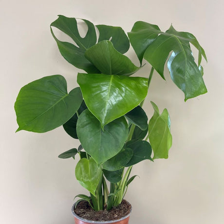 Monstera Deliciosa 'Swiss Cheese Plant' Houseplant 17cm Pot - Old Railway Line Garden Centre