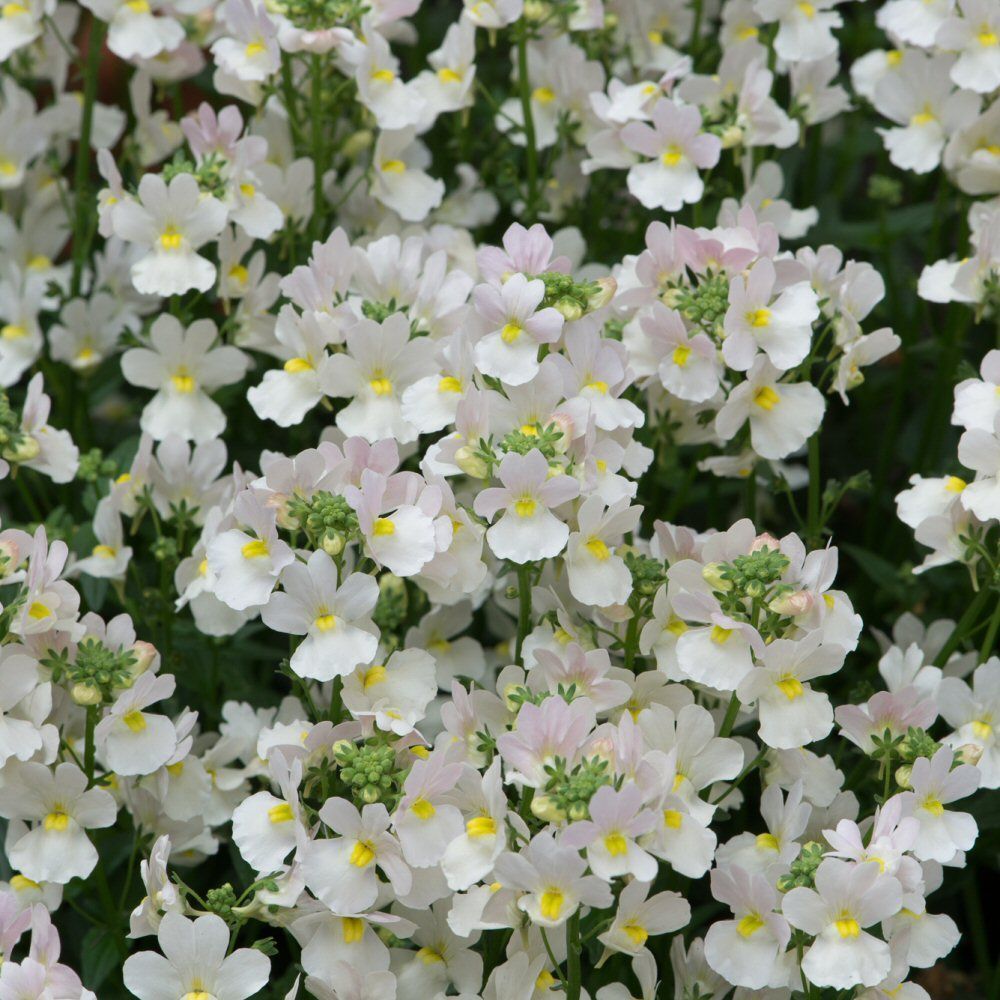 Nemesia Wisely Vanilla Bedding Plug Plant