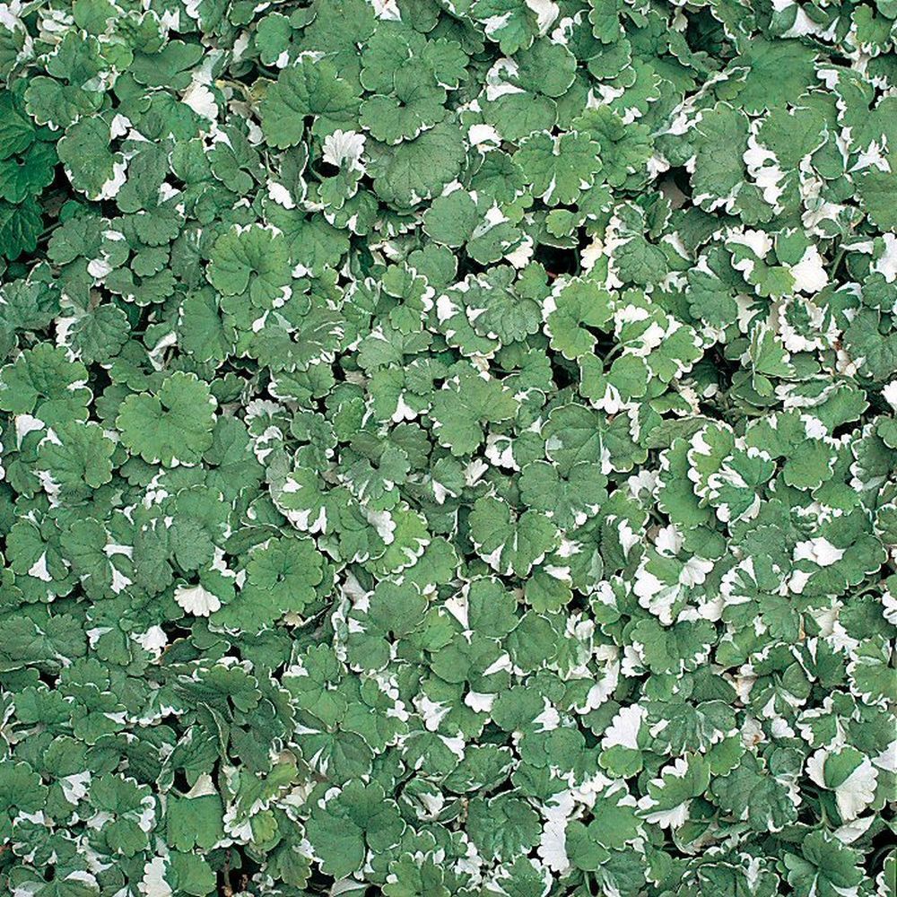 Nepeta Hederacea Bedding Plug Plant