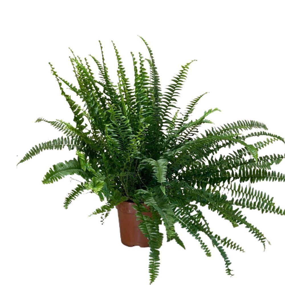 Nephrolepsis 'Green Lady' Plant 12cm Pot (NL) - Old Railway Line Garden Centre