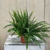 Nephrolepsis 'Green Lady' Plant 12cm Pot (NL) - Old Railway Line Garden Centre
