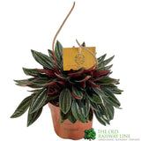 Peperomia caperata 'Rosso' Houseplant 10.5cm Pot - Old Railway Line Garden Centre
