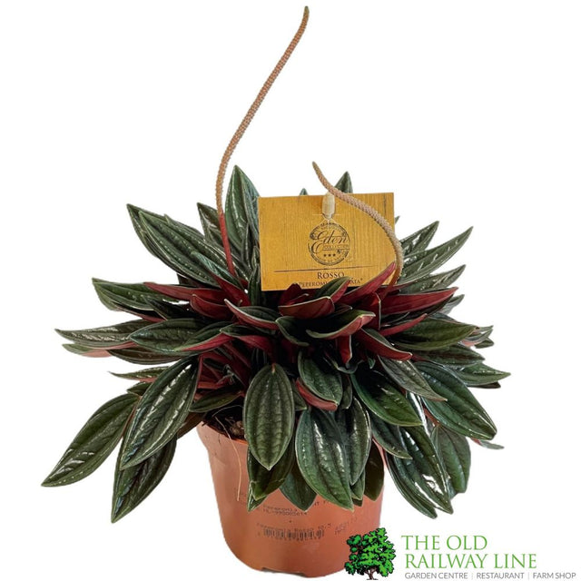 Peperomia caperata 'Rosso' Houseplant 10.5cm Pot - Old Railway Line Garden Centre