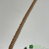 Peperomia caperata 'Rosso' Houseplant 10.5cm Pot - Old Railway Line Garden Centre