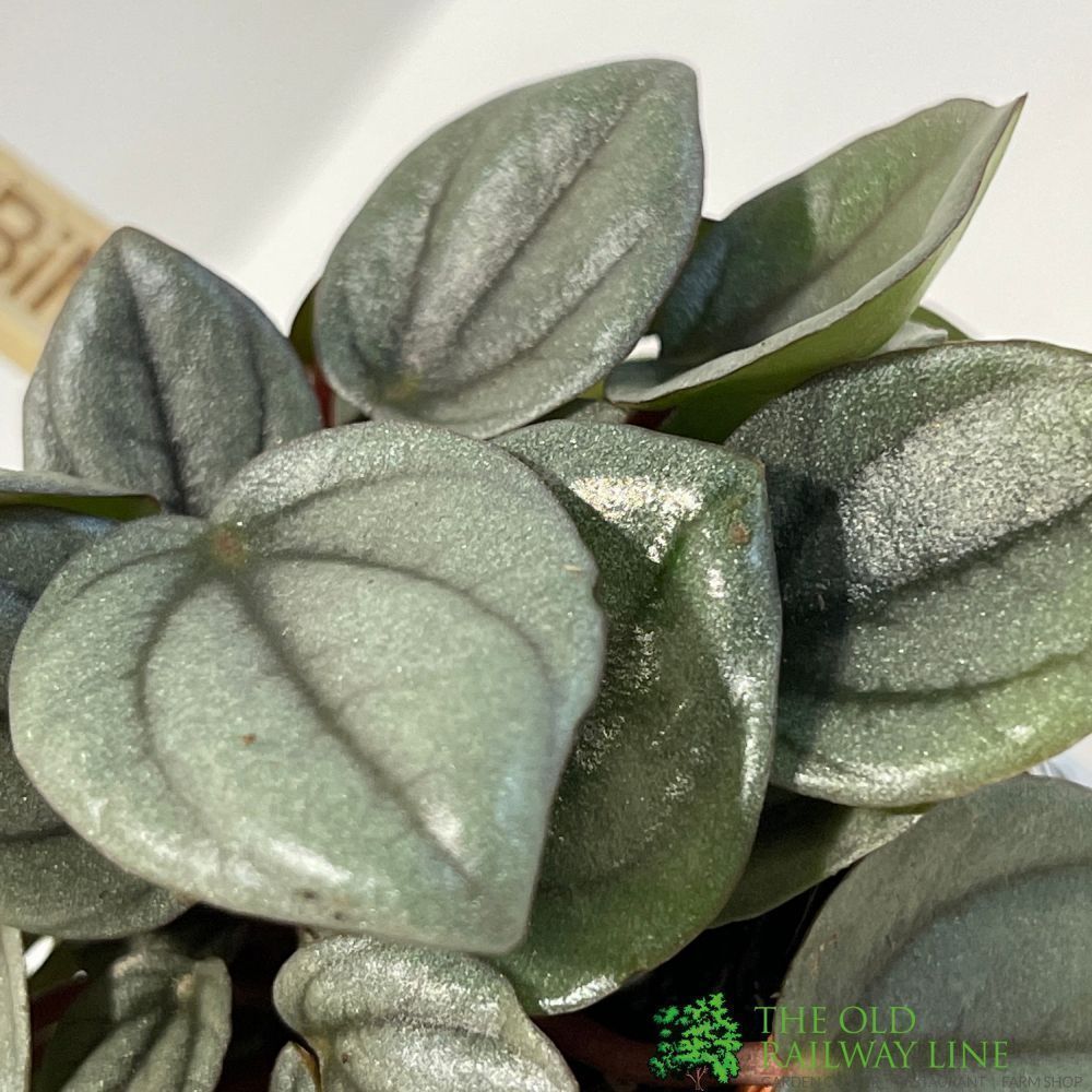Peperomia Mixed Mini Houseplant 5.5cm Pot - Old Railway Line Garden Centre