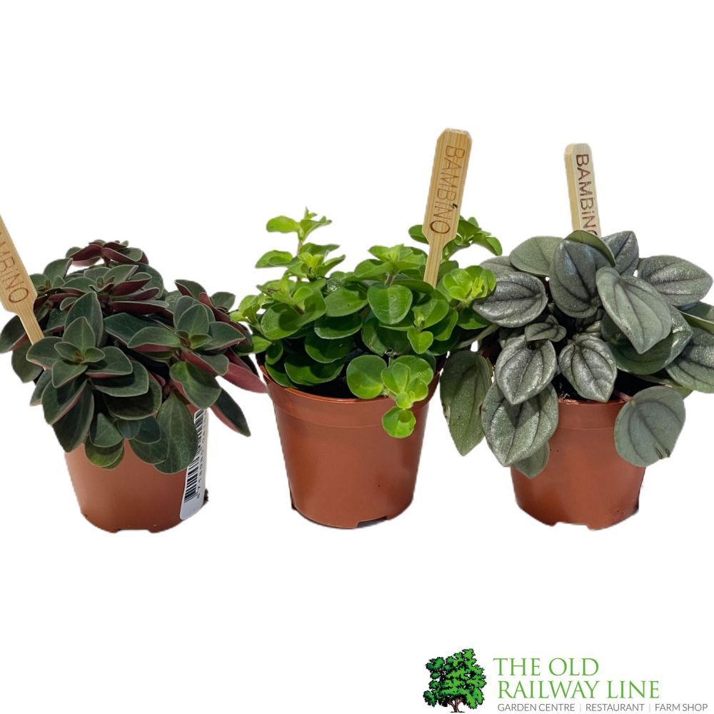 Peperomia Mixed Mini Houseplant 5.5cm Pot - Old Railway Line Garden Centre