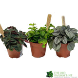 Peperomia Mixed Mini Houseplant 5.5cm Pot - Old Railway Line Garden Centre