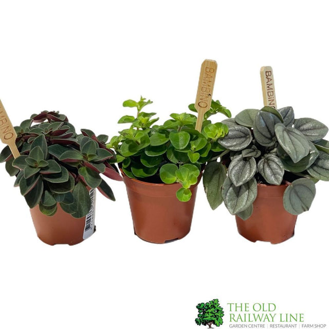Peperomia Mixed Mini Houseplant 5.5cm Pot - Old Railway Line Garden Centre