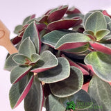 Peperomia Mixed Mini Houseplant 5.5cm Pot - Old Railway Line Garden Centre
