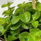 Peperomia Mixed Mini Houseplant 5.5cm Pot - Old Railway Line Garden Centre